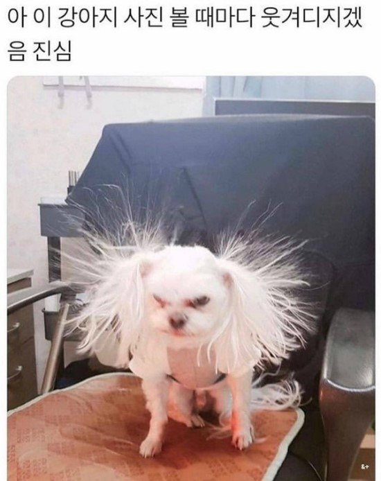 웃짤 강아지