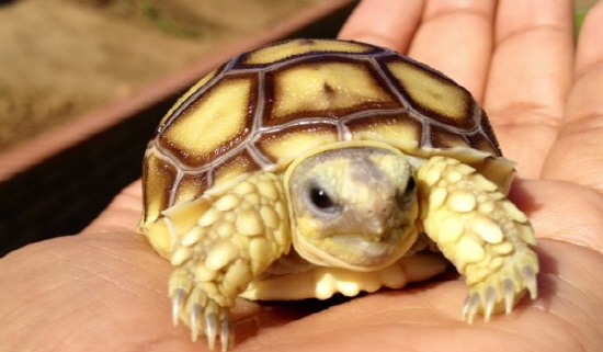 육지 거북(African Sulcata Tortoise) 육지 거북(African Sulcata Tortoise)