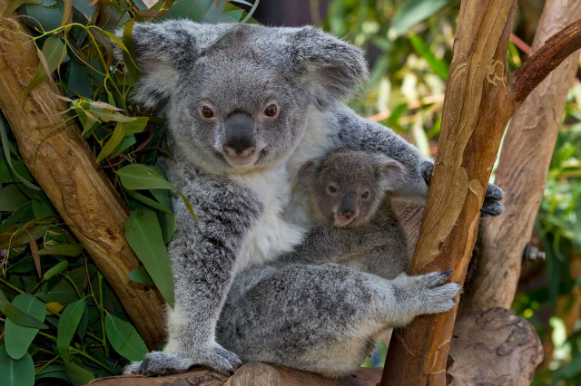 koala1.jpg