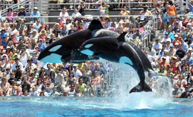 seaworld_shamu.jpg