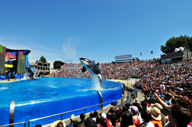 Shamu-Sea-World-San-Diego-California.jpg