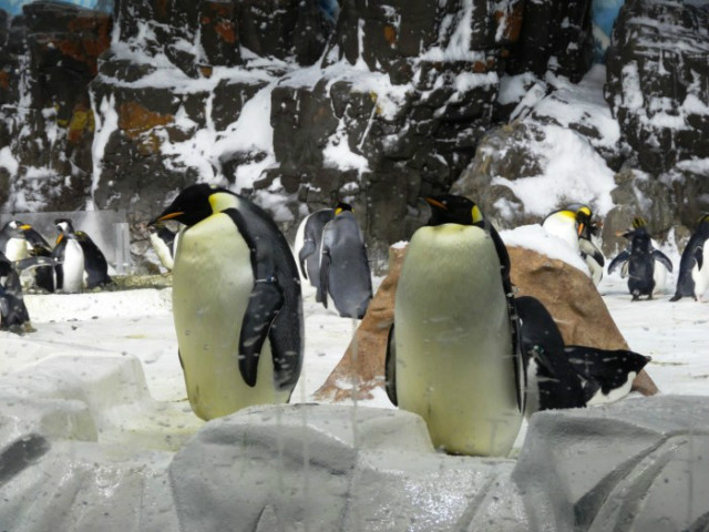 The-penguins-of-Sea-World-San-Diego-are-extremely-funny.jpg
