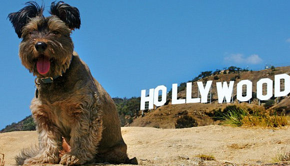 hollywood_dog.jpg